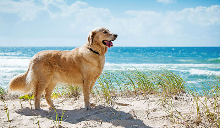 Consejos para ir a la playa con tu perro