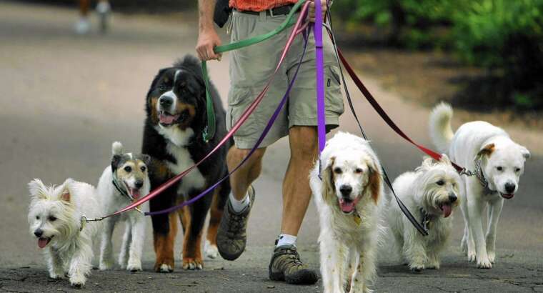 10 Cosas a tener en cuenta al contratar un paseador de perros