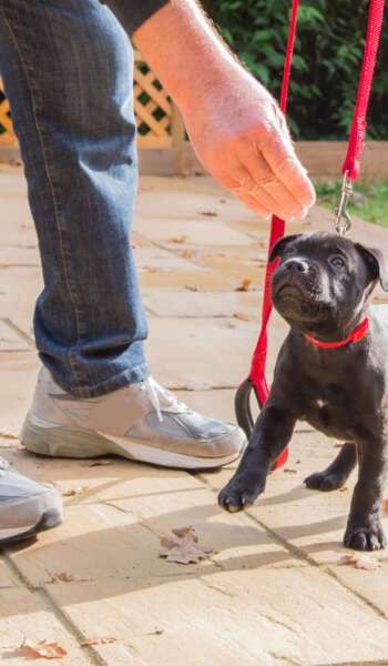 A cute black Staffordshire bull terrier puppy with a red collar and red leash, standing on three legs, being trained by a man in jeans and trainers holding a treat for the puppy.
