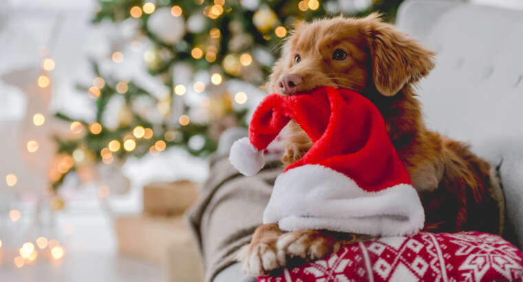 Consejos para mantener seguro a su perro el día de Navidad