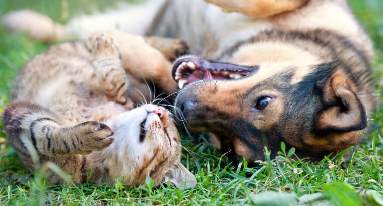 Perros y gatos viviendo juntos